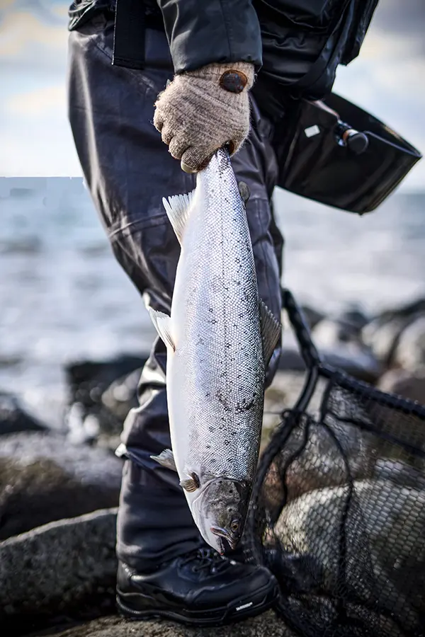 Silver sea trout held above the water on the Skåne coast